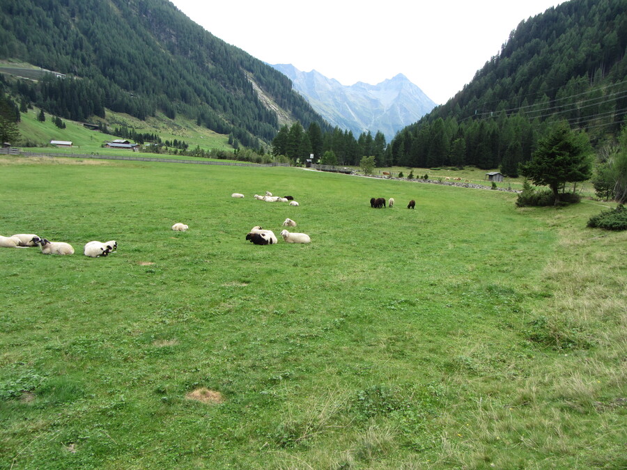 De witte schapen liggen lekker te liggen en de zwarte schapen moeten al het graaswerk doen