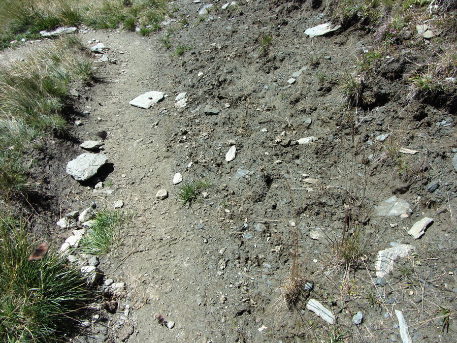 Zoek de vlinders (Roodbruine onscherpe Alpenvlinder)