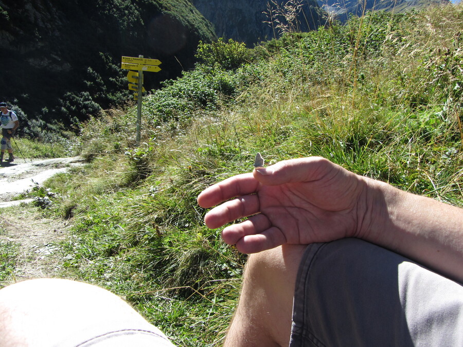 Terug bij de splitsing Mullwitzkogel/Clarahütte nog een Alpenblauwtje gevangen