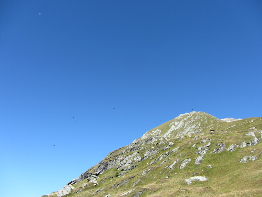 Er vloog ook een groepje Alpenkauwen rond