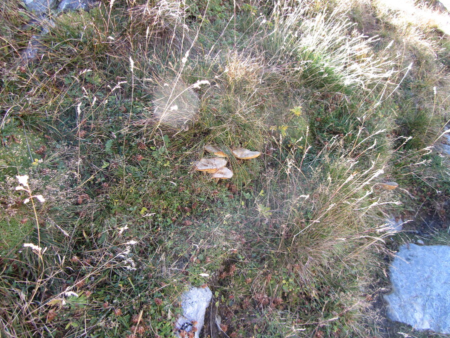 Paddestoelen. Geen idee welke maar altijd een lekkere snack voor onderweg.