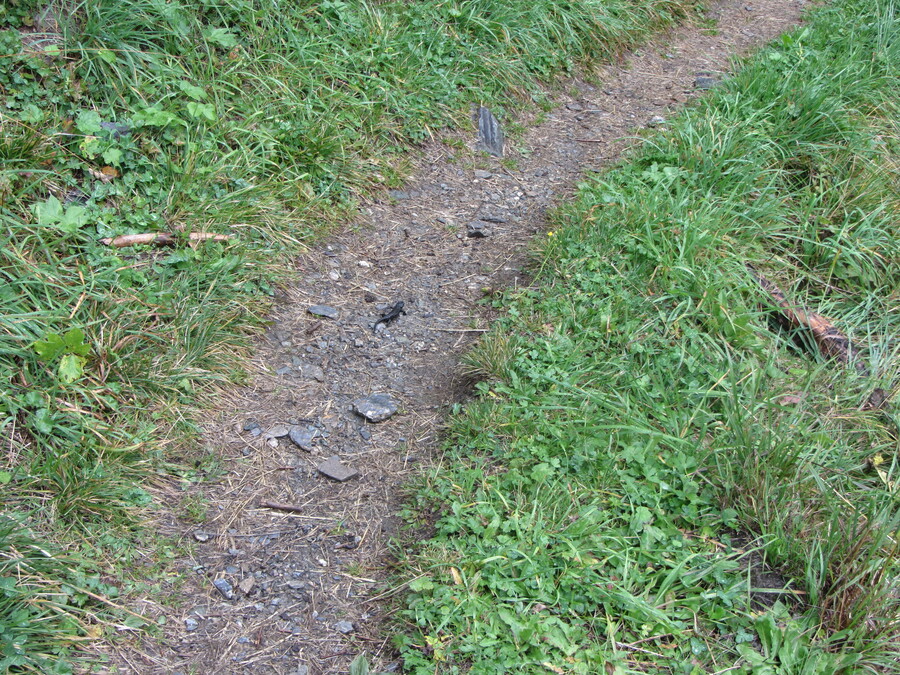Wild beest midden op het pad