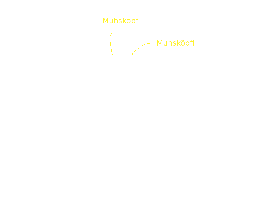 Uitzicht richting de webcam op de Muhsk&ouml;pfl