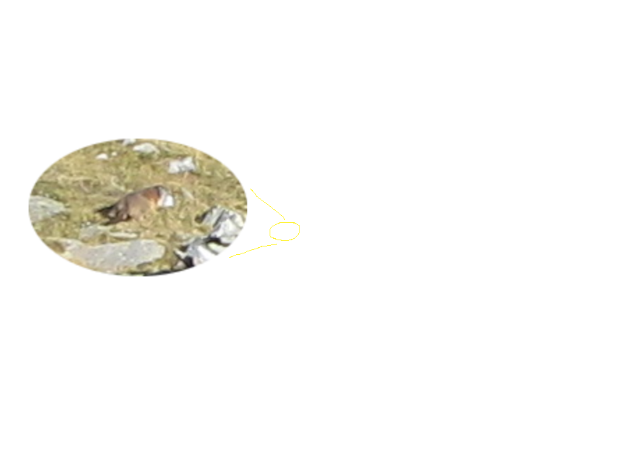 Nog een moeilijke: zoek het Murmeltier