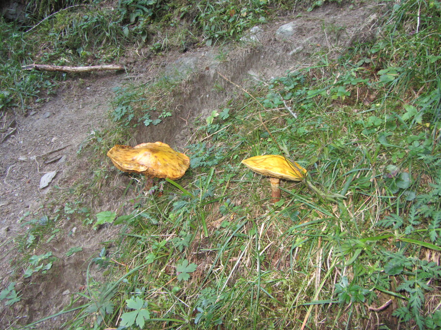 Gezwam in het bos